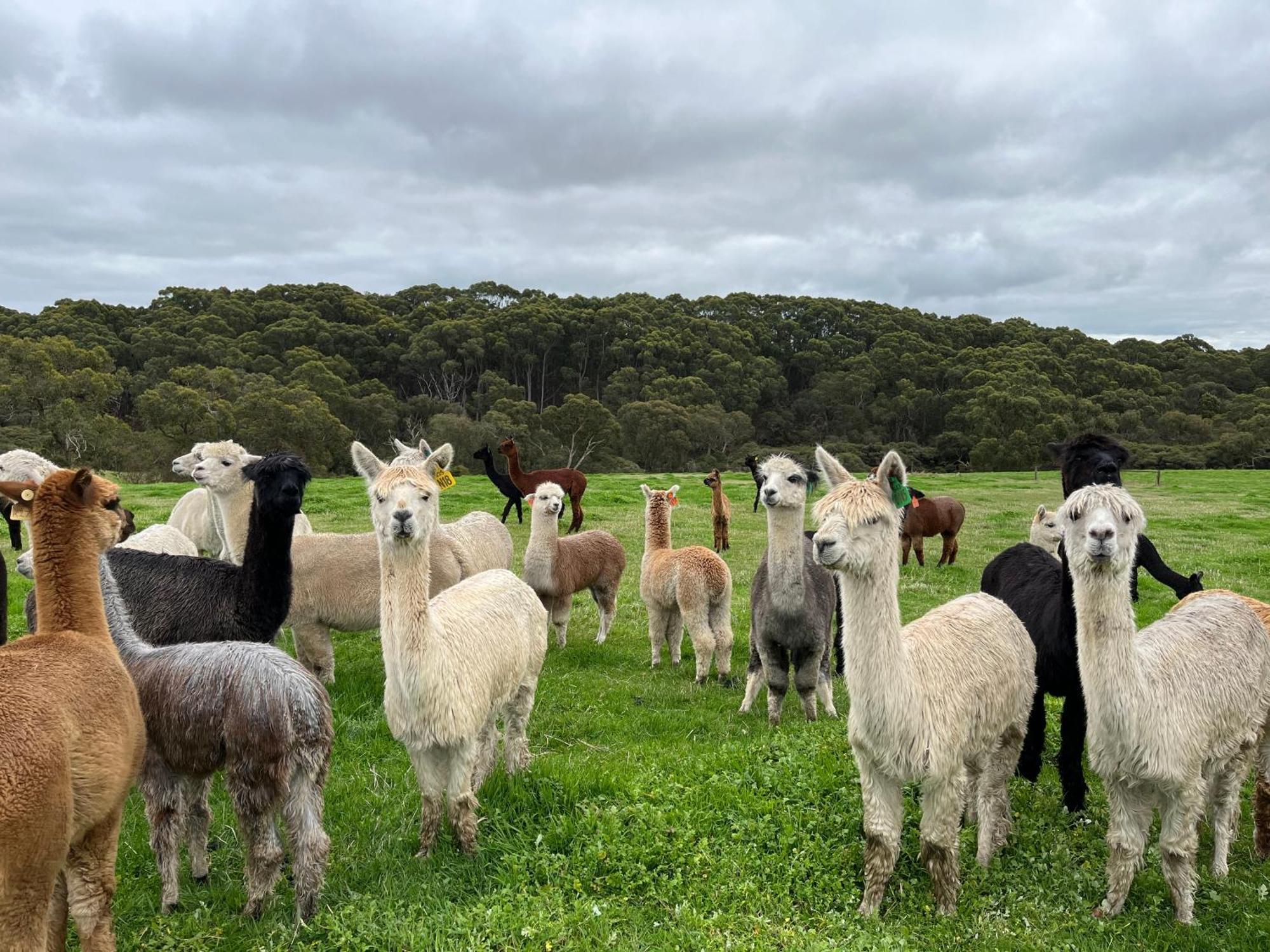 Twelve Apostles Motel & Country Retreat Princetown Exteriér fotografie